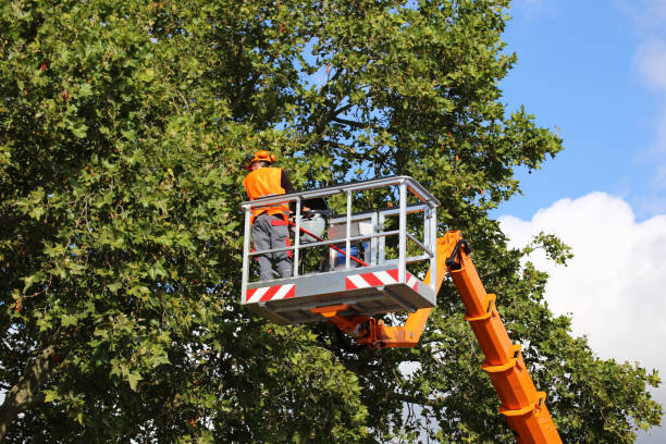 Best Tree Removal Services  in New Braunfels, TX